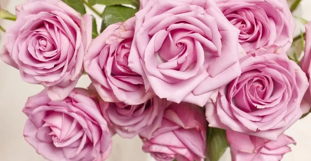 กุหลาบสีชมพูอมม่วงดอกบานหลายดอกระยะใกล้ ภาพแนวนอนโทนวาเลนไทน์